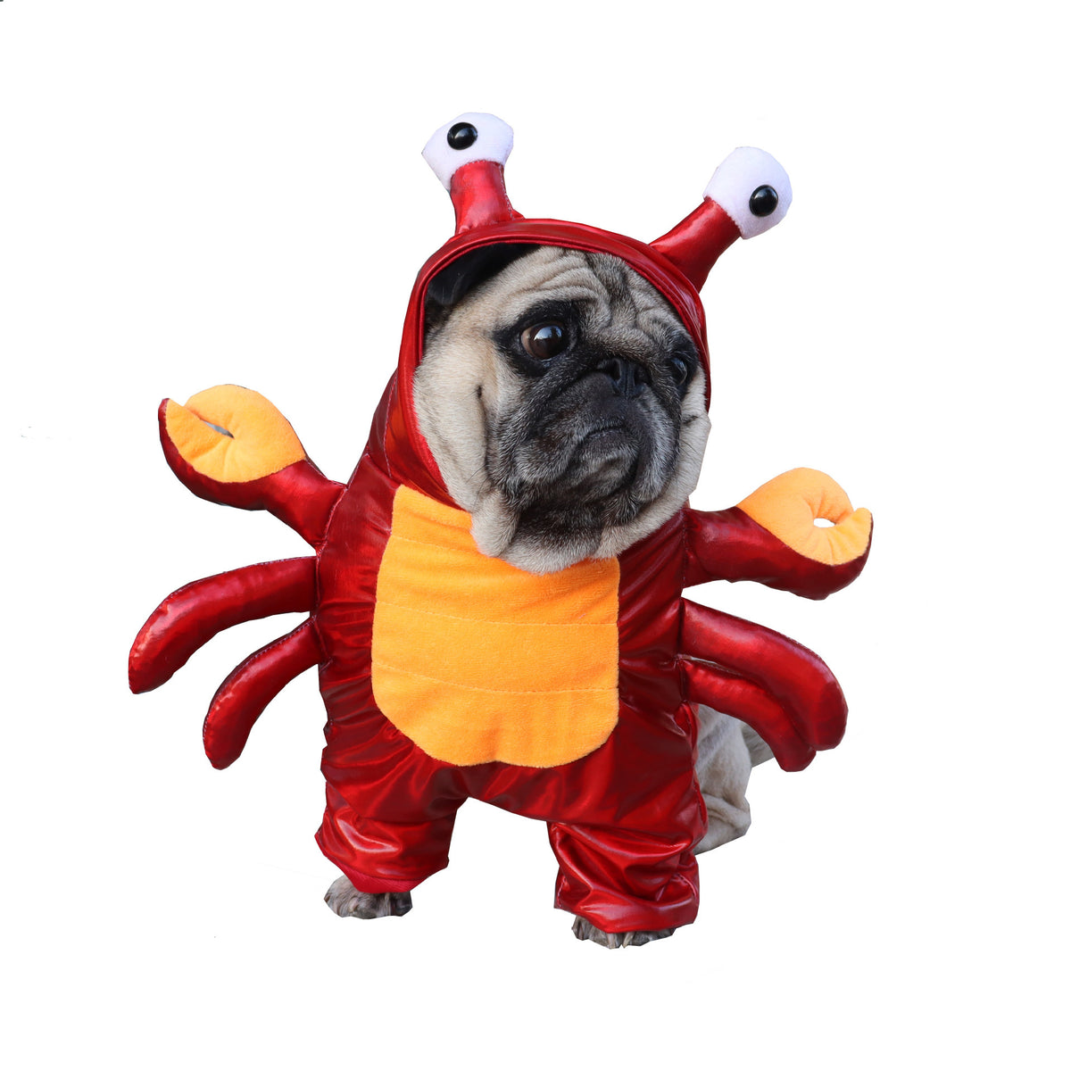 Crab French Bulldog Costume - S - Frenchie Complex Shop