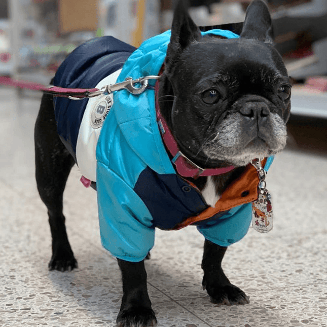 French Bulldog Winter Jacket - Brown / XS - Frenchie Complex Shop