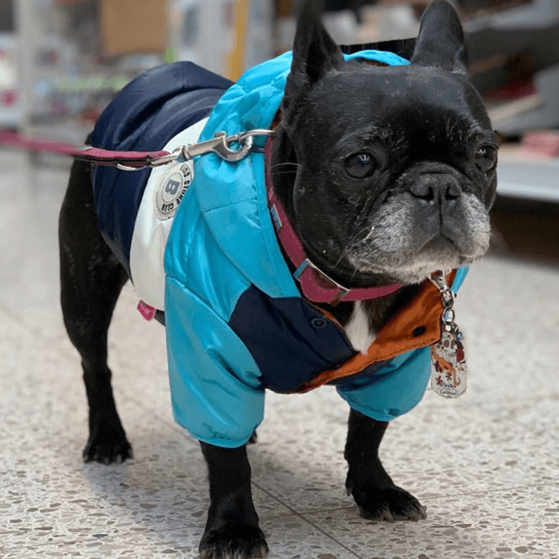 Dog coats for french bulldogs best sale