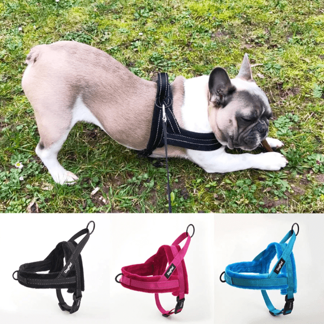 Neoprene bulldog harness best sale