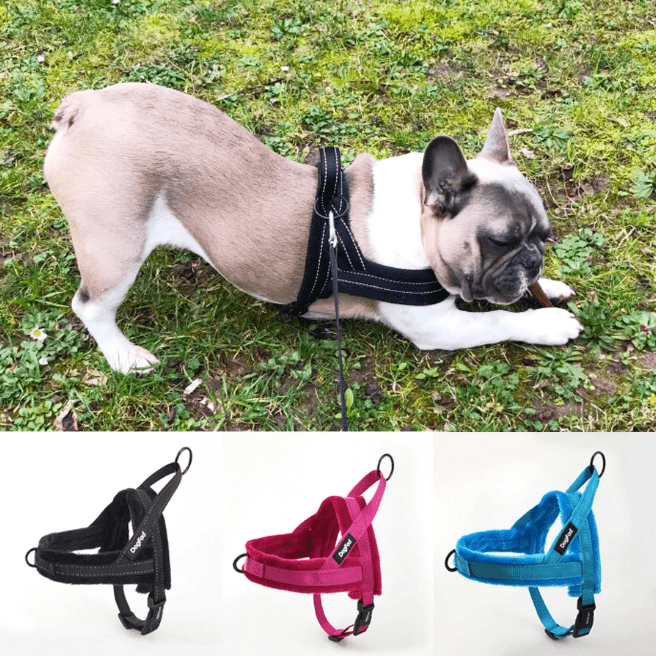 Soft Padded Frenchie Harness - Frenchie Complex Shop