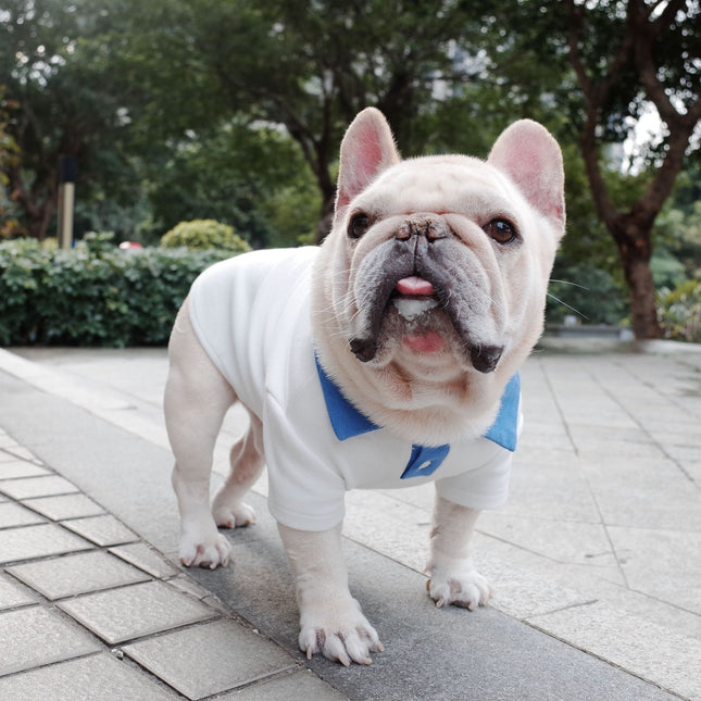 White French Bulldog Shirt - S - Frenchie Complex Shop