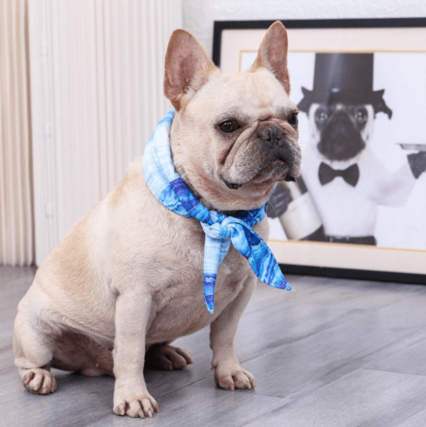 Ultra Cooling French Bulldog Bandana Frenchie Complex Shop