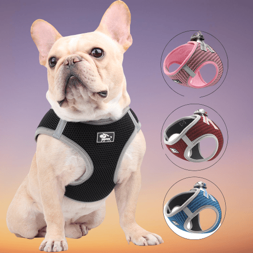 French Bulldog Harness Set - Frenchie Complex Shop