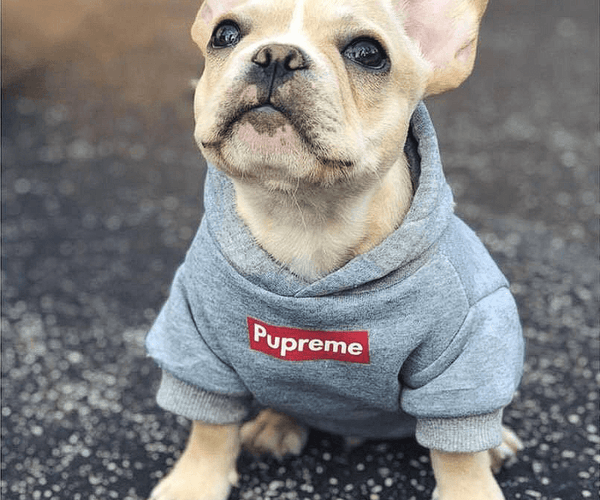 ジャケット・アウター Bulldog french-bulldog-hoodie-391870.