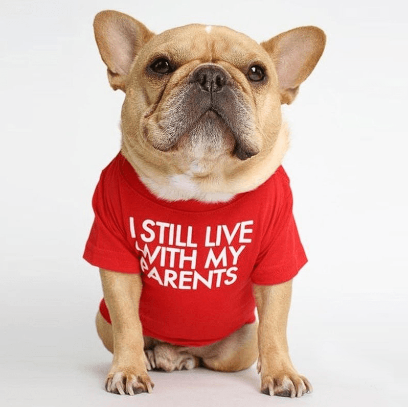 french bulldog dress shirt Not Matching. Coordinated. Shop The Look hypepups.co #HypePups # FrenchBulldog #FrenchieOutfits #FrenchieDrip #DogFashion