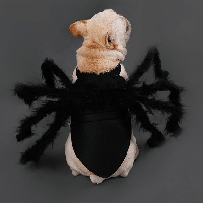 Black Spider Frenchie Costume - Frenchie Complex Shop