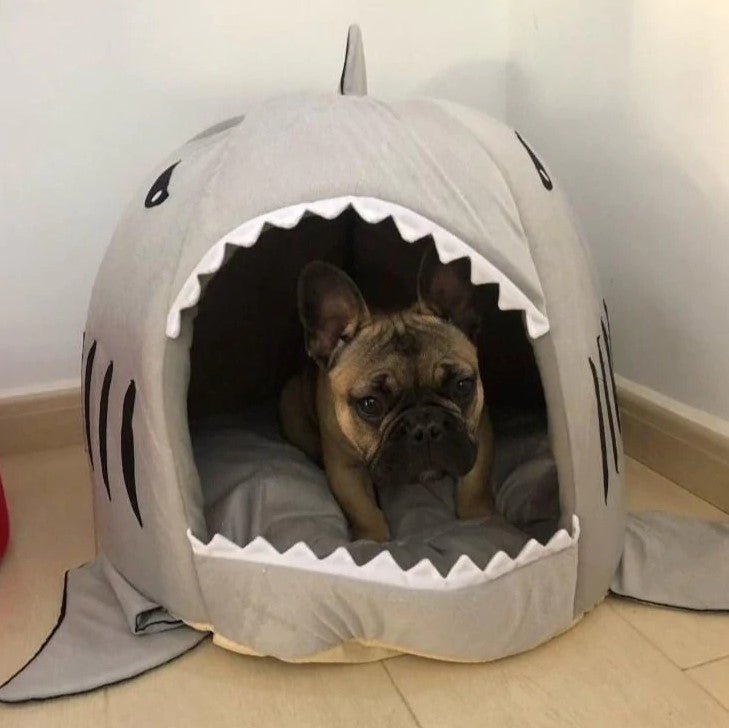 Shark bloodline french shops bulldog