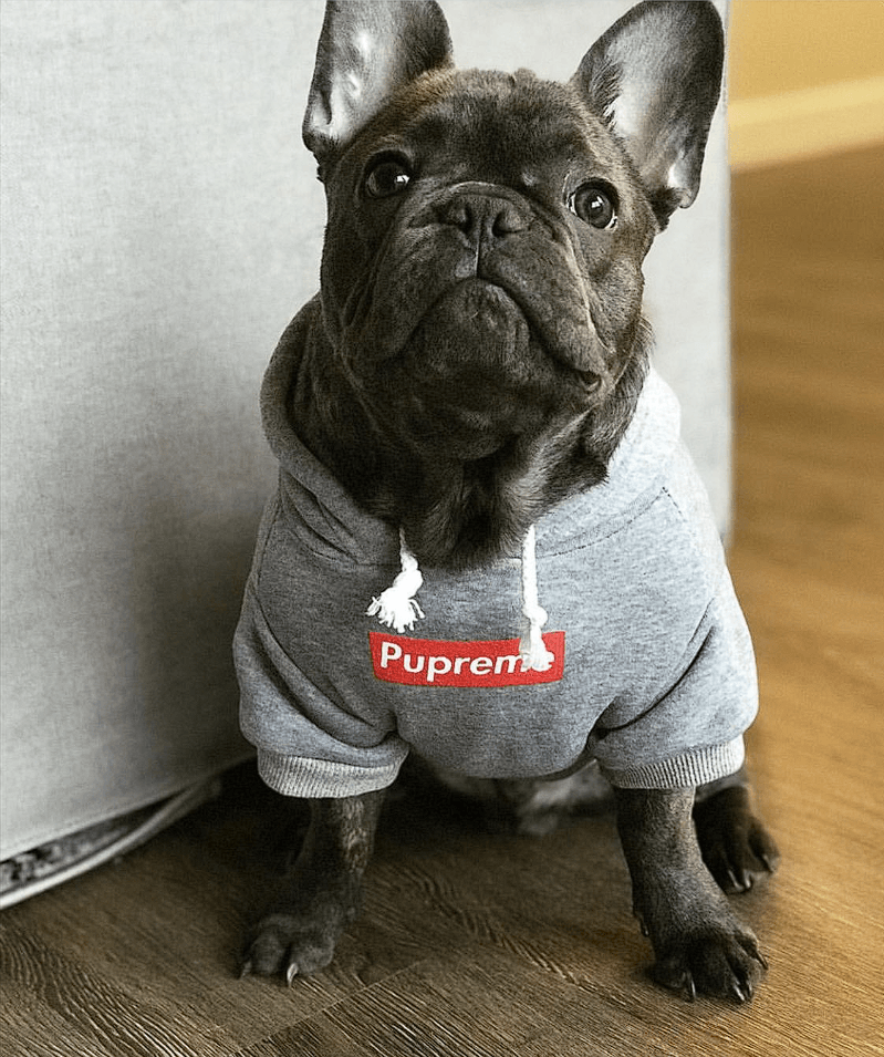 French bulldog hoodies for humans 2025