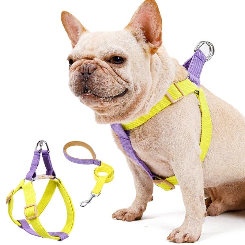 French Bulldog Harness & Leash Set - Frenchie Complex Shop