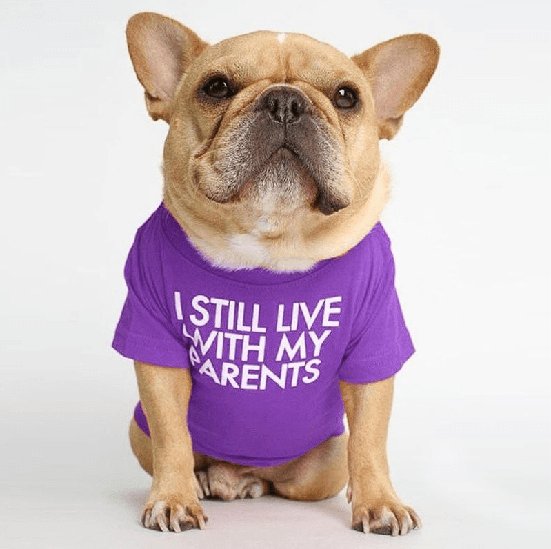 french bulldog dress shirt French Bulldog Logo Shirt Brand | Brand Name Dog Clothes
