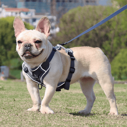 Breathable & Padded French Bulldog Harness and Leash - Grey / S - Frenchie Complex Shop