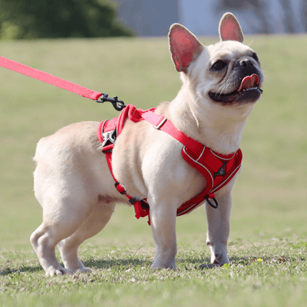 Breathable & Padded French Bulldog Harness and Leash - Red / S - Frenchie Complex Shop