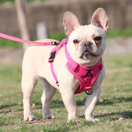Breathable & Padded French Bulldog Harness and Leash - Pink / S - Frenchie Complex Shop