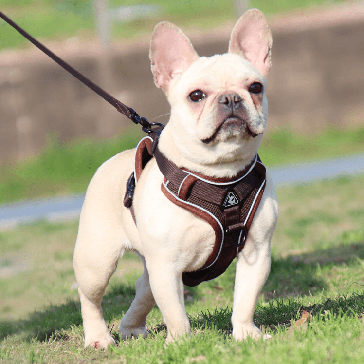Breathable & Padded French Bulldog Harness and Leash - Brown / S - Frenchie Complex Shop
