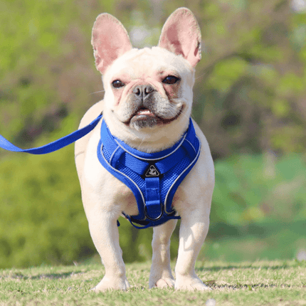 Breathable & Padded French Bulldog Harness and Leash - Blue / S - Frenchie Complex Shop
